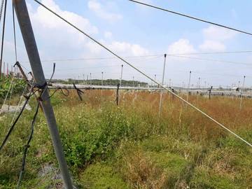 AF385 土庫國小農地