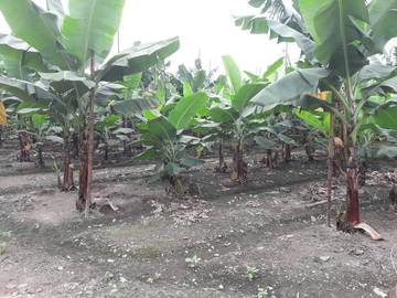 AF396 萬巒農建地