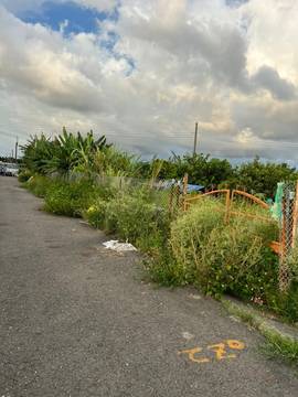 四湖鄕鹿場國小旁雙面路果園農地