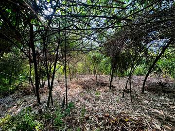 斗六市55米大面寬方正農地