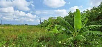 崙背稀有農地2.55甲