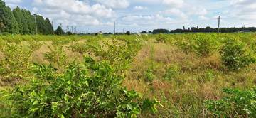 崙背稀有農地2.55甲