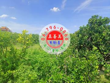 #4635 麻豆有地下水及農電柚子園