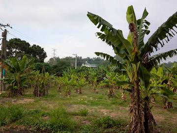 梅林農地(角地)