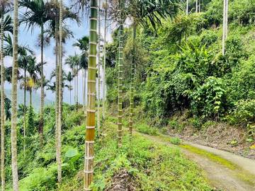 中埔內石子湖15甲農地