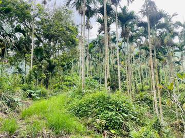 中埔內石子湖15甲農地