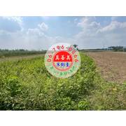 #4670 西港近成功國小農地