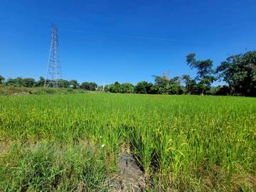 林內鄉台3線旁農地