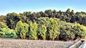 林內・九芎果園農地 2.2分