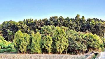 林內・九芎果園農地 2.2分