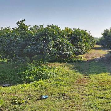 近78交流道 果園農地