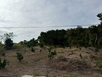 (劍湖山)大湖口農地