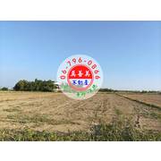 #4741  下營近台19甲線農地