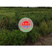 #4753 佳里適農保農地