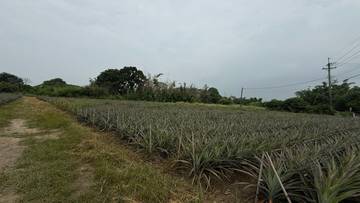 東和荷苞農地4.5分